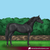 Horse Color:Black Rabicano 