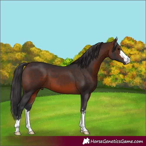 Horse Color:Brown 