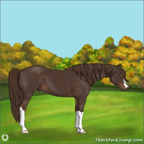Horse Color:Liver Chestnut 