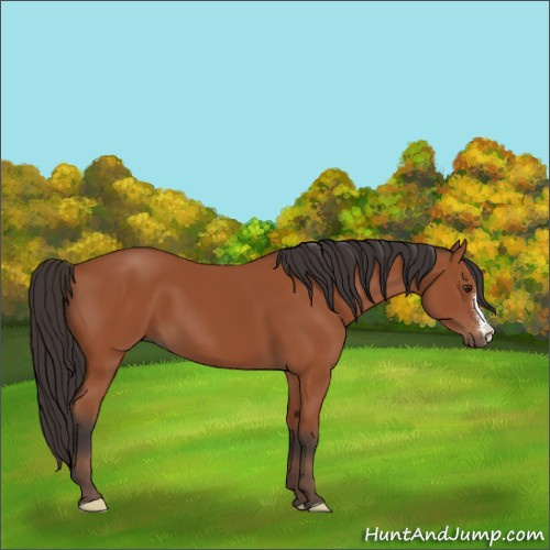 Horse Color:Bay 