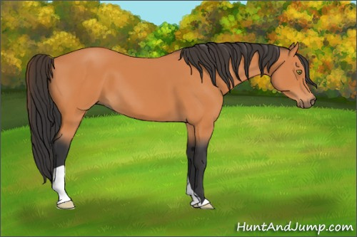 Horse Color:Bay 