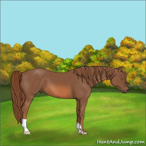Horse Color:Chestnut 