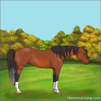 Horse Color:Bay 