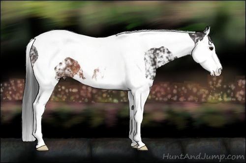 Horse Color:White Spotted Brown Splash Tobiano