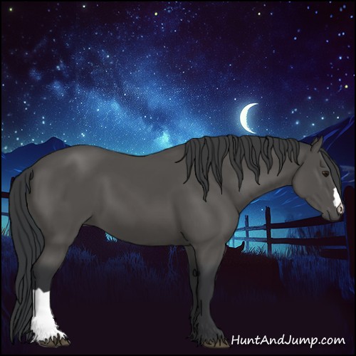 Horse Color:Black 