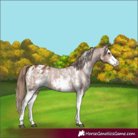 Horse Color:Chestnut Sabino Blanket Rabicano