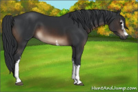Horse Color:White Spotted Brown 