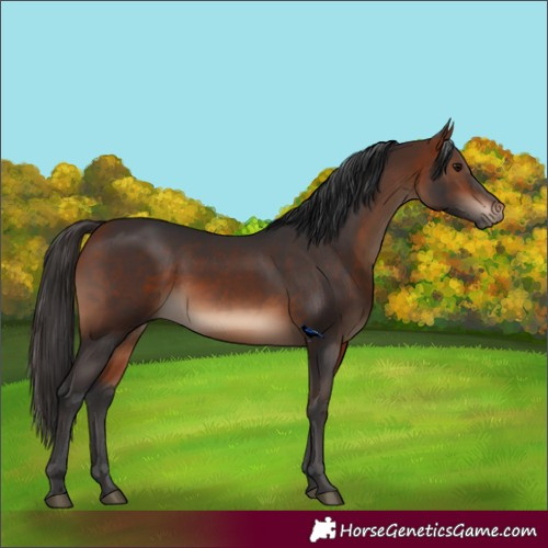 Horse Color:Bay 