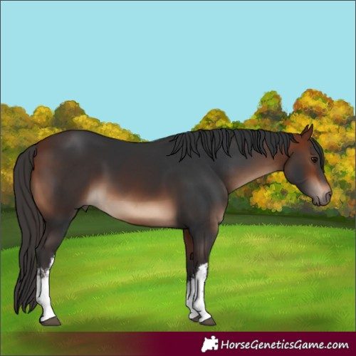 Horse Color:White Spotted Bay 