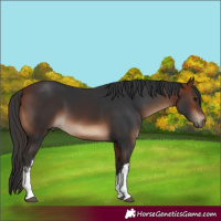 Horse Color:White Spotted Bay 