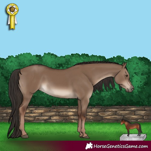 Horse Color:White Spotted Liver Red Dun 