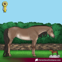 Horse Color:White Spotted Liver Red Dun 