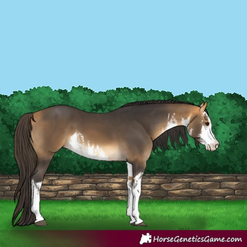 Horse Color:White Spotted Buckskin 