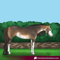 Horse Color:White Spotted Buckskin 