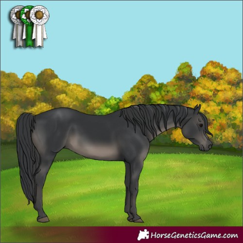 Horse Color:White Spotted Black 