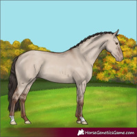 Horse Color:Classic Champagne Dun Rabicano 