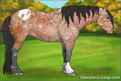 Horse Color:Bay Ice Appaloosa 
