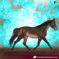 Horse Color:White Spotted Bay 