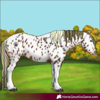 Horse Color:Painted Bay Tobiano Appaloosa 