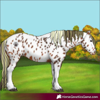 Horse Color:Painted Bay Tobiano Appaloosa 