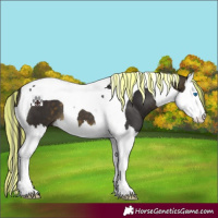 Horse Color:Painted Buckskin Splash Tobiano 
