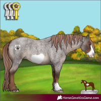 Horse Color:Liver Red Roan Frame