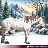 Horse Color:Bay Appaloosa 