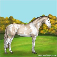 Horse Color:White Spotted Grullo Pearl Splash 