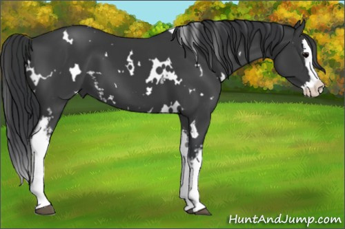 Horse Color:White Spotted Black Splash 