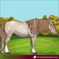 Horse Color:White Spotted Grullo Pearl Splash