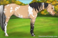 Horse Color:White Spotted Bay Dun