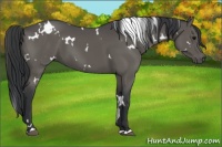 Horse Color:White Spotted Black