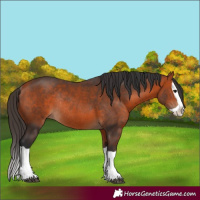 Horse Color:Bay Splash Rabicano