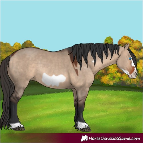 Horse Color:Bay Dun Frame Rabicano 