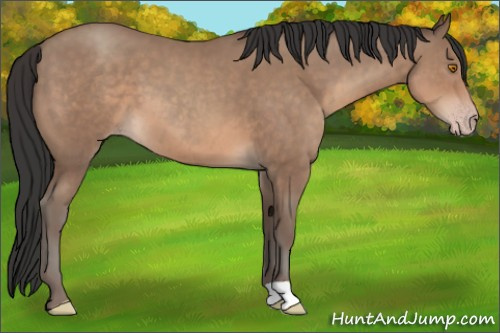Horse Color:Sable Champagne 