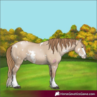 Horse Color:White Spotted Grullo Pearl Splash