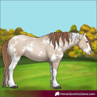Horse Color:White Spotted Grullo Pearl Splash