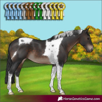 Horse Color:Brown Tobiano