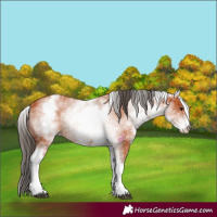 Horse Color:White Spotted Bay