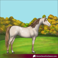 Horse Color:White Spotted Grullo Pearl Splash