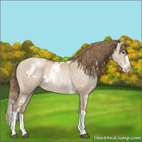 Horse Color:White Spotted Grullo Pearl Splash 
