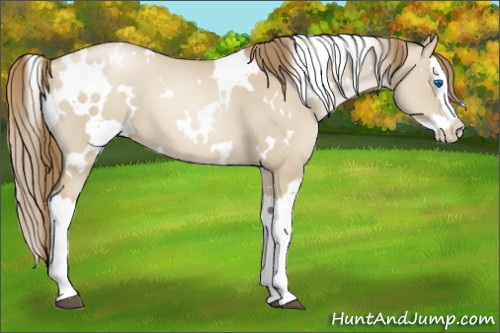Horse Color:White Spotted Grullo Pearl Splash 