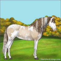 Horse Color:White Spotted Grullo Pearl Splash 