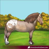 Horse Color:Chocolate Buckskin Dun Sabino Appaloosa Rabicano