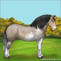 Horse Color:Brown Dun Sabino 