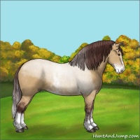 Horse Color:Chocolate Buckskin Dun Sabino Rabicano 