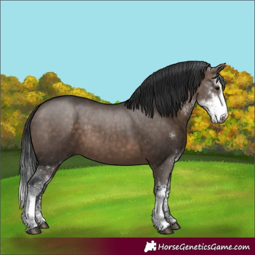 Horse Color:Brown Dun Sabino 