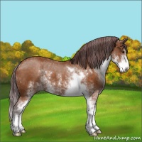 Horse Color:Chocolate Buckskin Sabino