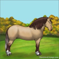 Horse Color:Chocolate Buckskin Dun Sabino