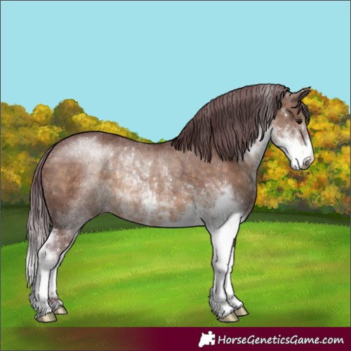 Horse Color:Chocolate Brown Dun Sabino Rabicano 